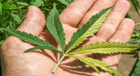 Online Cannabis Website in Canada