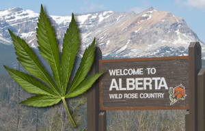 Buy Weed Online