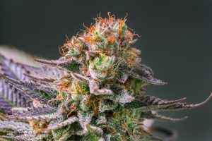 Buy weed online