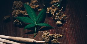 Best Mail Order Marijuana in Canada