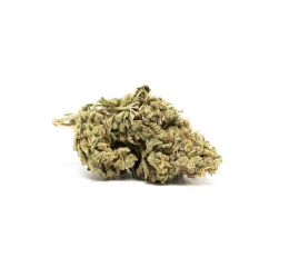 Buy Master Kush