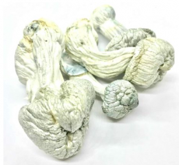 Albino Penis Envy