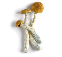 Amazonian shrooms
