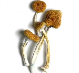 B+ Mushrooms