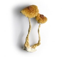 Buy Cambodian Mushrooms