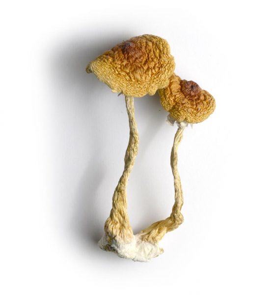 Buy Cambodian Mushrooms