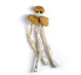 Malabar Mushrooms