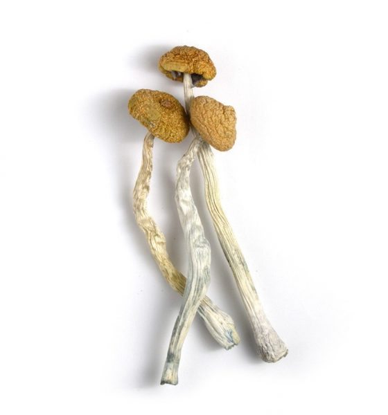 Malabar Mushrooms